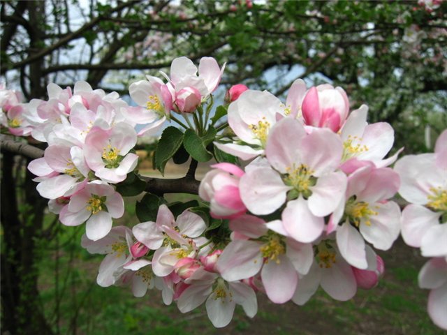  Hogyan tápláljuk az almafákat tavasszal virágzás alatt