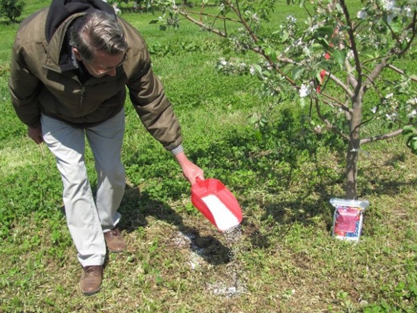 How to feed an apple tree in spring during flowering
