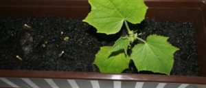 Capacity for growing cucumbers in an apartment