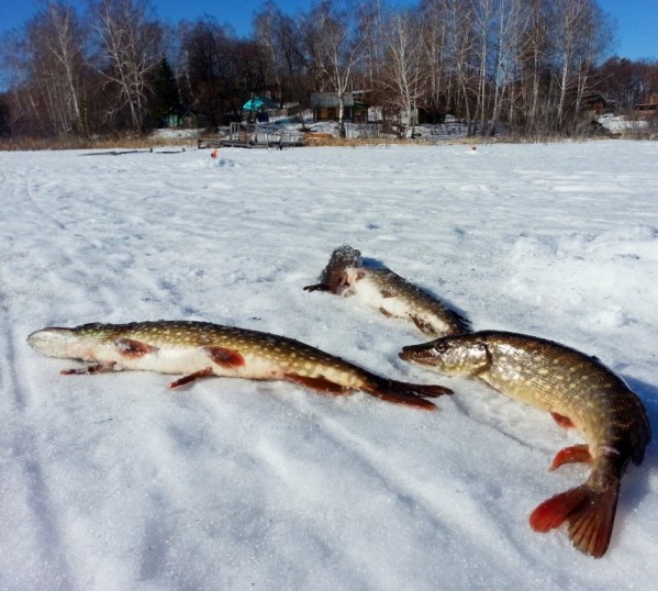 Where and when to tune for pike in winter