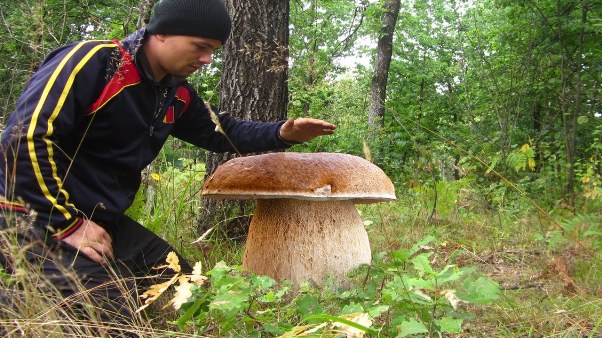 Giant white mushroom