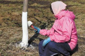 How to whiten an apple tree