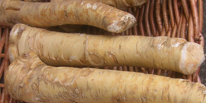 How to store horseradish at home in winter
