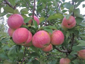 Hogyan kell ültetni egy almafát tavasszal