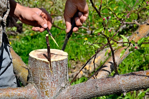 How to plant an apple tree in spring - ways