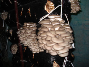 How to care for oyster mushrooms during their growth
