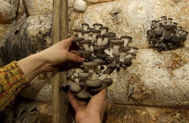 How to grow bagged oyster mushrooms