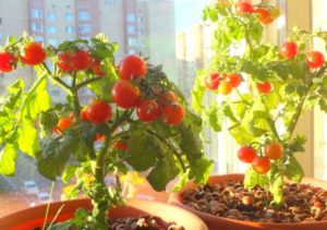 كيف تنمو الطماطم على النافذة
