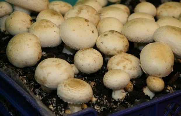 How to grow champignons in a greenhouse
