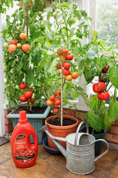 How to grow tomatoes on a windowsill