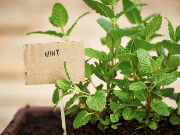  What varieties of mint can be grown on a windowsill