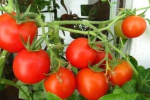 Indoor tomatoes