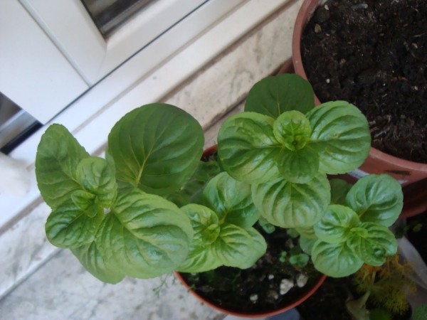 Mint at home on the windowsill