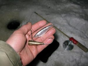 Bait when catching burbot on a burbot in winter