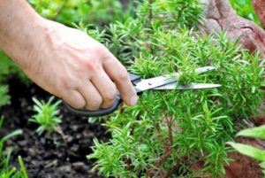 Pruning rosemary at home
