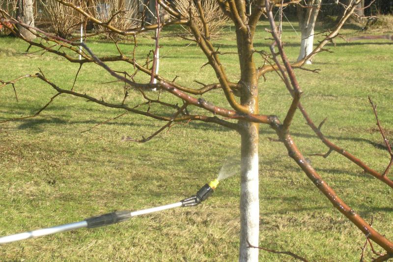 Az almafa tavaszi permetezése a rügy törése előtt