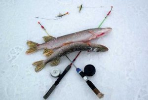 Features of fishing for pike in winter on a balancer