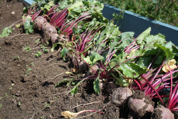 Features of collecting beets
