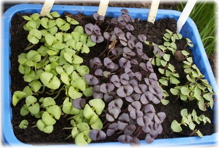 Features of growing basil from seeds