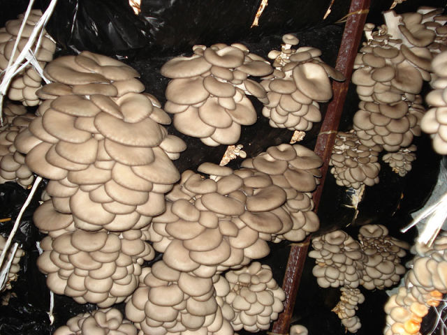 A gombák üvegházban történő termesztésének jellemzői
