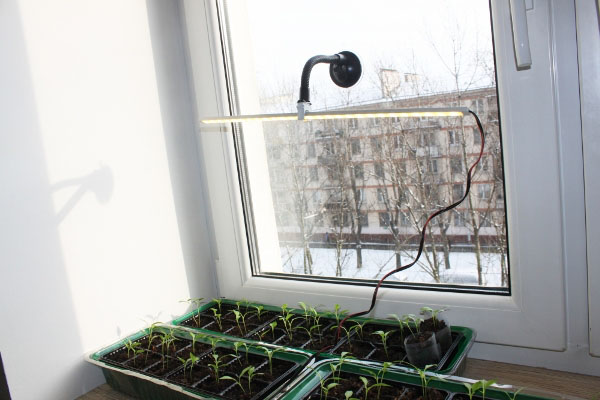 Éclairage pour faire pousser des tomates sur la fenêtre