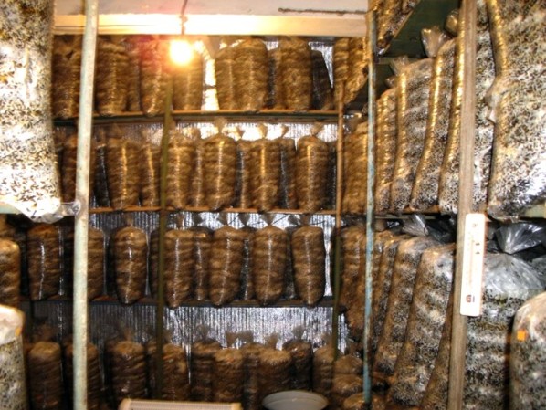 Világítás és szellőzés a laskagomba termesztésére szolgáló helyiségben