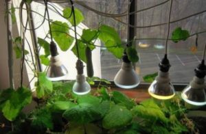 Lighting for growing cucumbers on the windowsill
