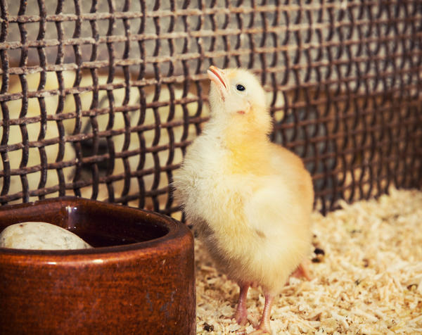 الإسعافات الأولية للدجاج عند العض