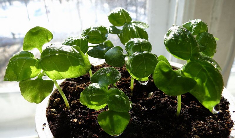 Soil for growing basil on a windowsill