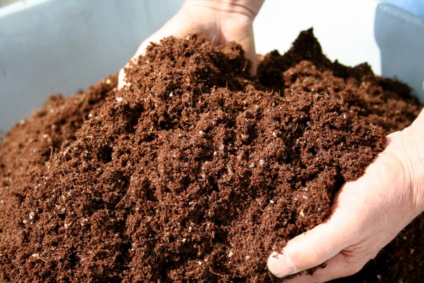 Soil for growing champignons in a greenhouse