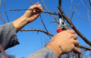 Preparing cuttings for grafting apple trees in spring