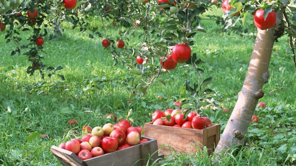 Az almafák felöltözése tavasszal