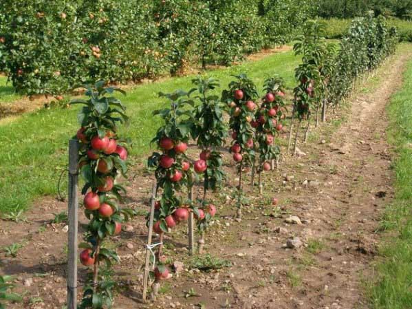Planting speckled apple trees in spring, distance between trees