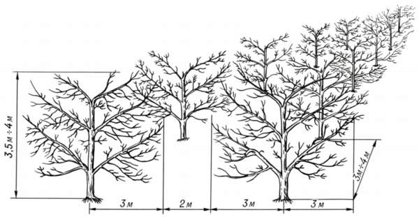 Almafák ültetése tavasszal - távolság a fák között