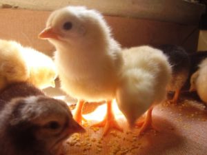 Reasons for pecking in chickens - imbalance of vitamins and minerals