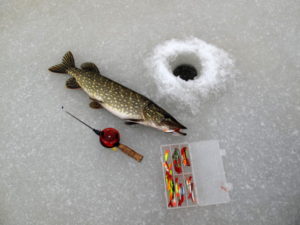 Pike on a balancer in winter