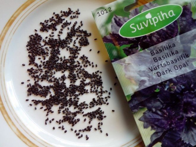 Basil seeds for growing