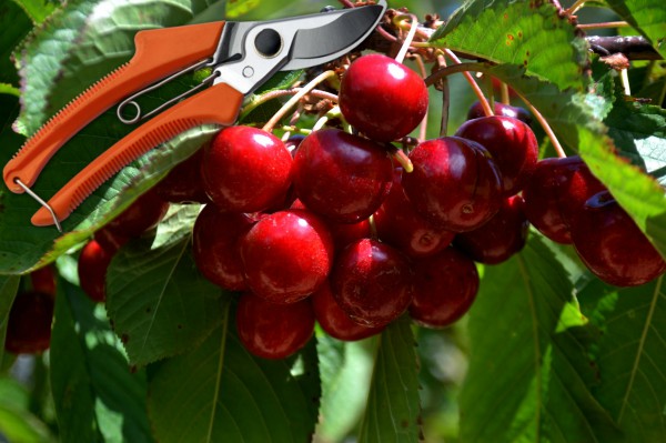 Cherry pruning scheme in spring