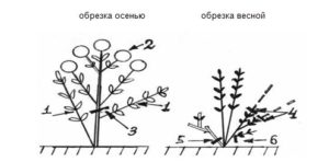 Schéma de taille des hortensias à grandes feuilles au printemps et en automne