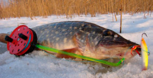 Tackle for pike fishing on a balancer in winter