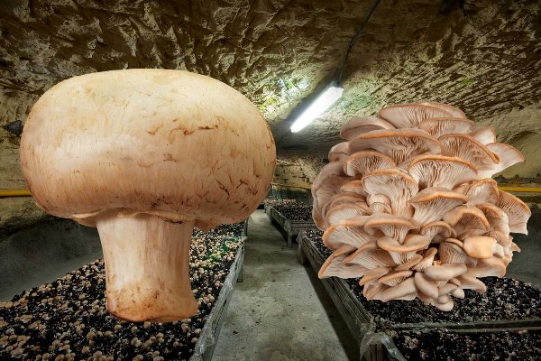 Mushroom varieties for growing in the basement