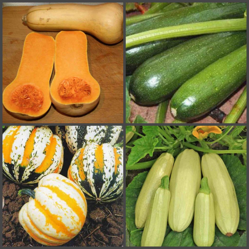 Zucchini varieties suitable for long winter storage