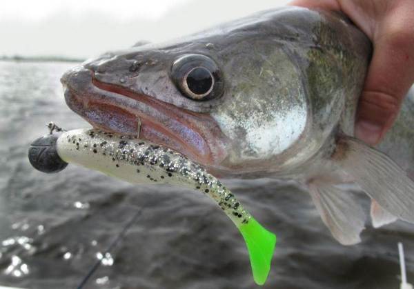 A jigging zander sajátosságai ősszel - szeptemberben, októberben és novemberben