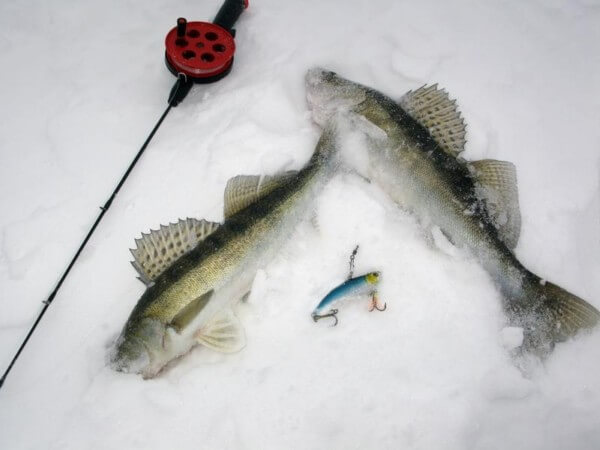 Pike perch on rattlin in winter