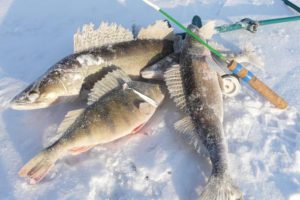 Zander caught on a balancer in winter