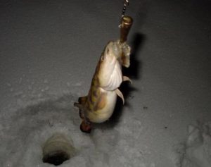 Technique and tactics of catching burbot at night in winter