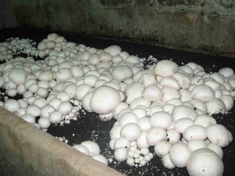 Technology of growing mushrooms in a greenhouse
