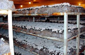 The technology of growing mushrooms in the basement