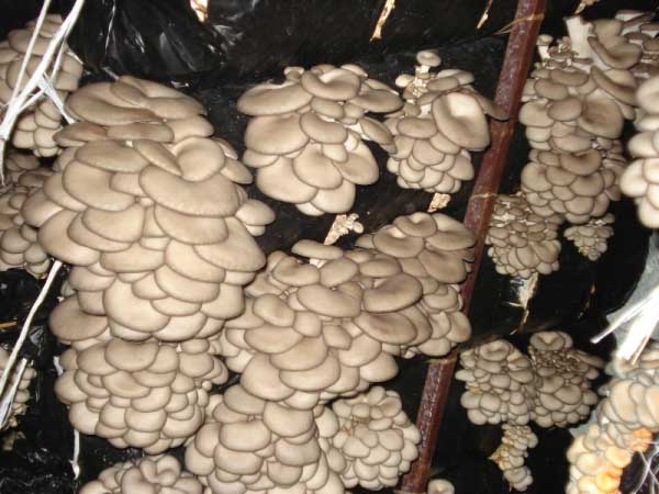 Technology for growing oyster mushrooms in the basement