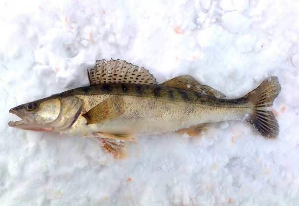 Trophy pike perch on zherlitsy